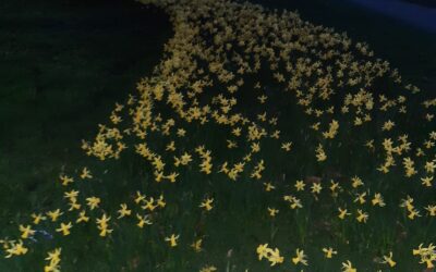 A nudge About Trusting Ourselves in Difficult Times